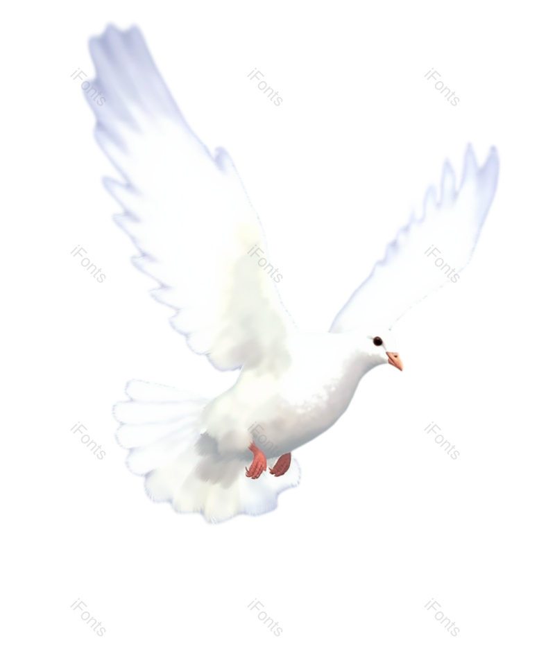 节日图片,鸽子元素,户外PNG,插画免抠素材